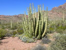 photo thumbnail #8