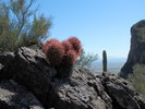 photo thumbnail #2