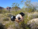 photo thumbnail #15