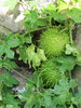 photo thumbnail #5