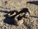 photo thumbnail #6