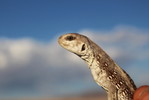 photo thumbnail #10