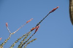 photo thumbnail #10