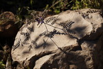 photo thumbnail #15