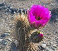 photo thumbnail #2
