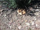 photo thumbnail #7