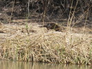 2015-03-23 :: Verde River/Beasley Flats :: cactuscat