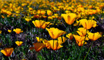 photo thumbnail #10