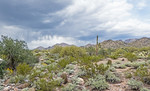 photo thumbnail #2