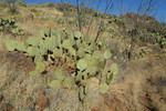 photo thumbnail #6