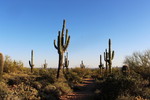 photo thumbnail #8