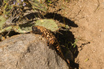 photo thumbnail #14