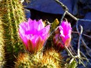 photo thumbnail #8