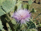 photo thumbnail #5