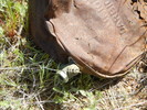 photo thumbnail #12
