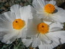 photo thumbnail #15