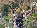 2015-03-30 :3: La Barge Mountain and LA BARGE :: FLYING_FLIVER