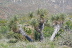 2015-04-03 :3: An Old Ranch and Ancient Ruin :: AZWanderingBear