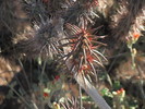 photo thumbnail #8