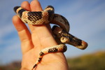 photo thumbnail #7