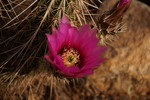 photo thumbnail #1