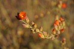 photo thumbnail #15