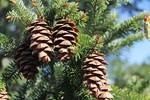 Featured Detail Photo
