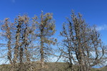 photo thumbnail #14