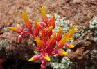 photo thumbnail #7