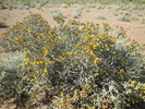 2015-04-14 :1: Apache Wash Loop - Sonoran Preserve North :: Bradshaws