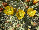 2015-04-14 :1: Apache Wash Loop - Sonoran Preserve North :: Bradshaws