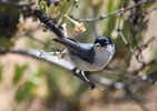 photo thumbnail #2