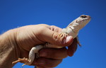 photo thumbnail #1
