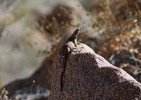 photo thumbnail #13