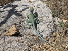 photo thumbnail #1