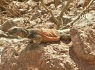 photo thumbnail #5
