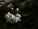 photo thumbnail #11