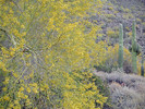2015-04-20 :2: Pass Mountain Loop Trail #282 :: RickVincent