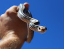 photo thumbnail #1