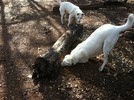 photo thumbnail #2