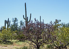 photo thumbnail #3