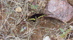 photo thumbnail #14