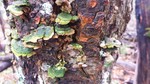 photo thumbnail #11
