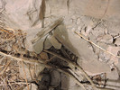 photo thumbnail #12