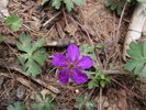 photo thumbnail #6