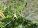 photo thumbnail #10