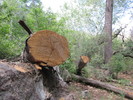 photo thumbnail #8