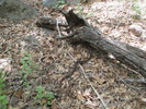 photo thumbnail #12