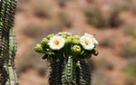 photo thumbnail #6