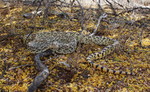 photo thumbnail #10